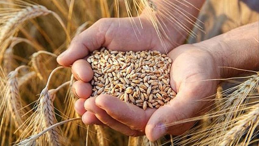 Buğday alım fiyatlarını açıklandı