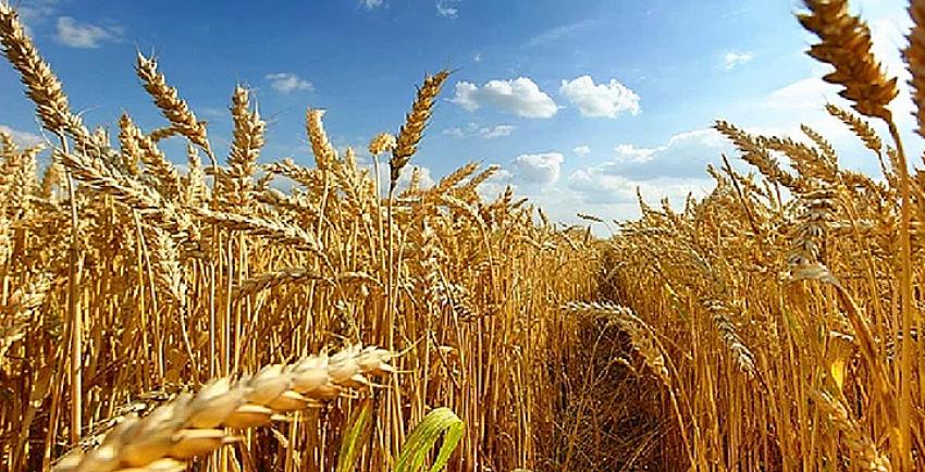 Buğday fiyatı acil açıklanmalı