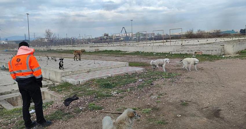 Çevre  Belediyelerden Bandırma Sınırlarına Başıboş Köpek Bırakılıyor