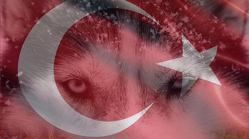 Ozan Utku:Anadolu ve Türkler