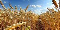 Buğday fiyatı acil açıklanmalı