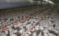 Tavuk eti ihracatı ilk 6 ayda yüzde 54 arttı