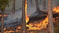 Ormanlar emdikleri karbonu yangında ne yapıyor?