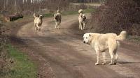 Sahipsiz sokak köpekleri kanun teklifi