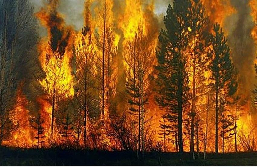 Ormanlar emdikleri karbonu yangında ne yapıyor?