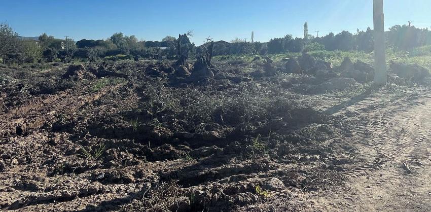 ÇIKAR MI DÜNYANIN ACISI Bİ’ ZEYTİNDEN?